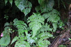 Dryopteris formosana