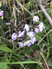 Glycine clandestina