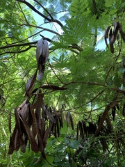 Leucaena leucocephala