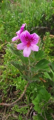 Pelargonium cucullatum