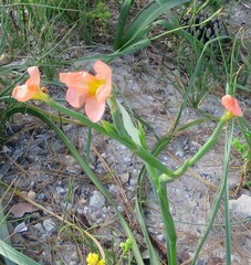 Moraea miniata