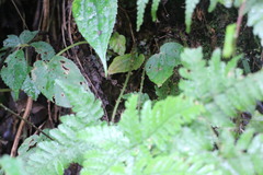 Dryopteris formosana