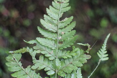 Dryopteris formosana