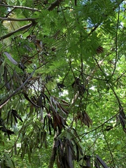 Leucaena leucocephala