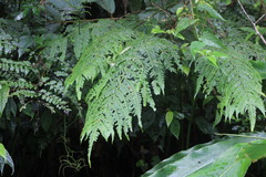 Pteris wallichiana