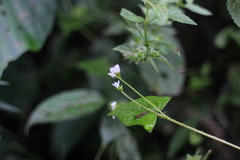 Persicaria biconvexa