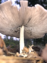 Agaricineae