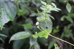 Persicaria biconvexa
