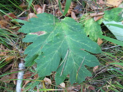 Heracleum dissectum