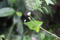 Persicaria biconvexa