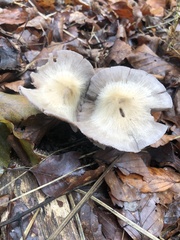 Agaricineae