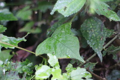 Persicaria biconvexa