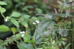 Persicaria biconvexa