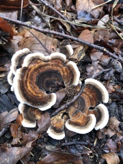 Trametes versicolor