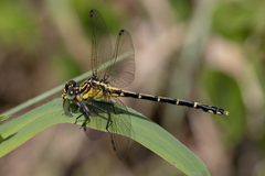 Austrogomphus ochraceus