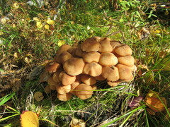 Armillaria borealis