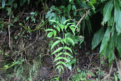 Coniogramme intermedia