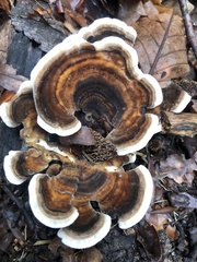 Trametes versicolor