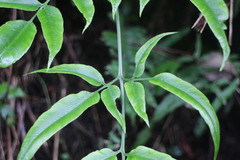 Coniogramme intermedia