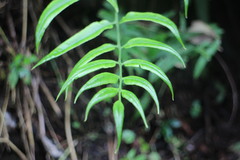 Coniogramme intermedia