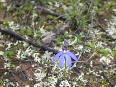 Cyanicula caerulea