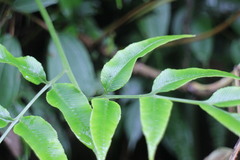 Coniogramme intermedia