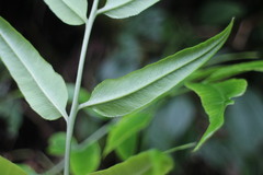 Coniogramme intermedia