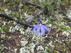 Cyanicula caerulea