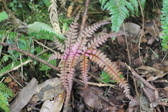 Pteris scabristipes