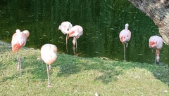 Phoenicopterus