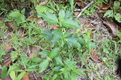 Synedrella nodiflora