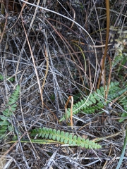 Blechnum penna-marina