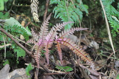 Pteris scabristipes