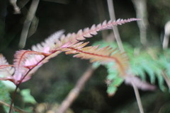 Pteris scabristipes