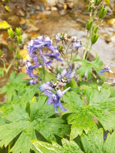 Image of Delphinium brachycentrum by no rights reserved
