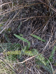 Blechnum penna-marina