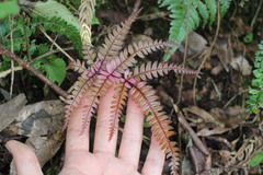 Pteris scabristipes