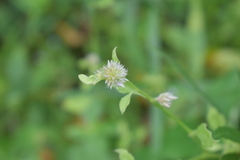Alternanthera bettzickiana