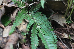Pteris scabristipes
