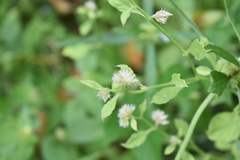 Alternanthera bettzickiana