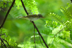 Phylloscopus coronatus