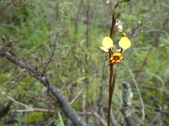 Diuris pardina