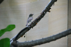 Cyornis hainanus