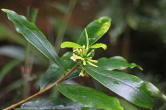 Daphne arisanensis