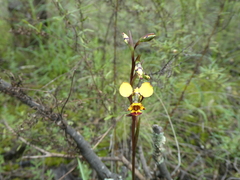 Diuris pardina