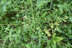 Alternanthera bettzickiana