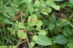 Alternanthera bettzickiana