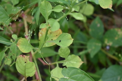 Alternanthera bettzickiana