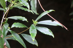 Daphne arisanensis
