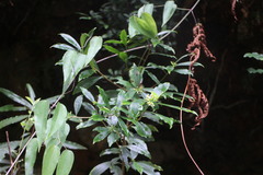 Daphne arisanensis